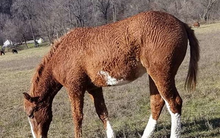 Chestnut Quarter Horse Mare Broke Beginner Safe Quarter for Hager City, WI