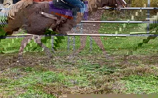 Exposed to Curly Stud Red Roan Missouri Fox Trotter Mare Missouri Fox Trotter for Hager City, WI