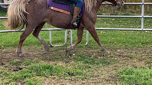 Exposed to Curly Stud Red Roan Missouri Fox Trotter Mare