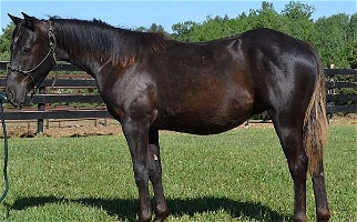 Magachicsdreamofme Smokey Black Quarter Horse Colt Quarter for Rhinelander, WI