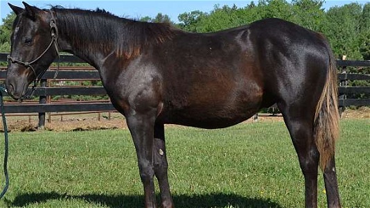 Magachicsdreamofme Smokey Black Quarter Horse Colt
