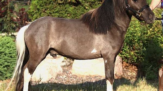 Grulla Miniature Stallion Stunning Pinto