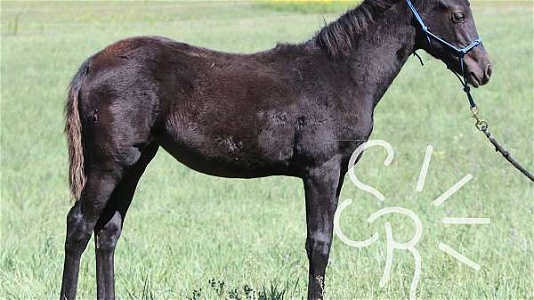 Gaited Black Morgan Filly  Solid Luxury Trail Horse