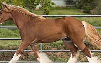 Stunning and Athletic Chestnut Gypsy Vanner Colt Gypsy Vanner for Bangor, CA