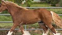 Stunning and Athletic Chestnut Gypsy Vanner Colt