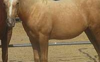 Georgeous Dapple Golden Palomino Paint Filly Paints for Phelan, CA