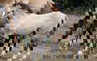 Stunning 2023 Grulla Gypsy Vanner Colt Gypsy Vanner for Wolfe City, TX