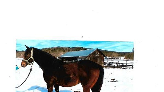 Sport Horse and or Brood Bay Thoroughbred Mare