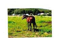 Party Escort - Sport Horse Bay Thoroughbred Stallion Thoroughbred for New Bedford, MA