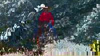 Red Dun Quarter Horse Gelding