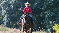 Red Dun Quarter Horse Gelding