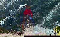 Red Dun Quarter Horse Gelding Quarter for Millersburg, OH