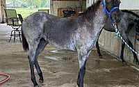 Blue Roan Quarter Horse Filly Quarter for Sarcoxie, MO