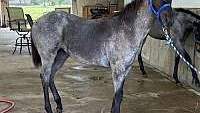 Blue Roan Quarter Horse Filly