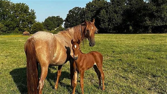 Beautiful Red Sorrel Tennessee Walking Filly