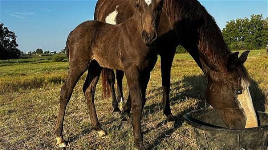 Black Tennessee Walking Stout Filly