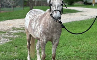 Cute Unique Appy Pony Roan Pony Gelding Ponies for Weatherford, TX