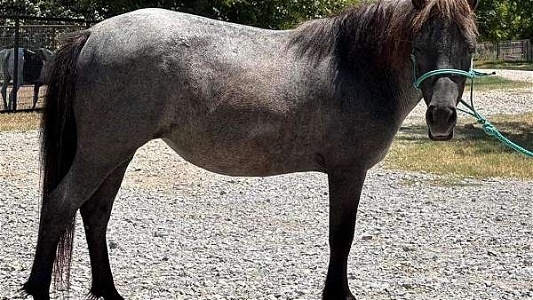 Blue Roan Pony Mare