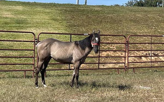 Yearling Stud Grulla Quarter Horse Colt Quarter for Pilot Mountain, NC