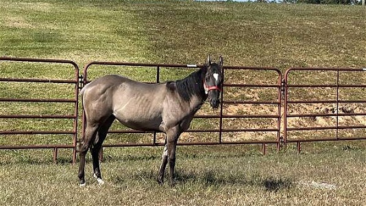 Yearling Stud Grulla Quarter Horse Colt