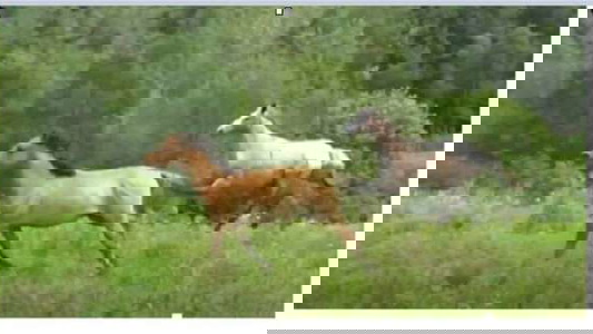 Dun W/ Blk Points Fjord Gelding