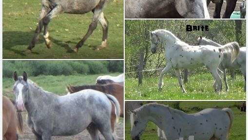 Stunning Dove Blue Roan Araloosa Stallion