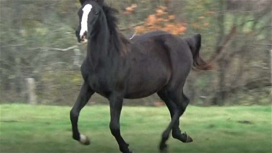 Black Half Arabian Filly
