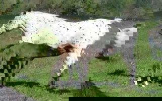 White AraAppaloosa Mare Appaloosas for Laurel, NY
