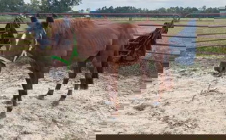 Friendly Trail Chestnut Quarter Horse Gelding Quarter for Gaffney, SC