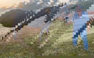 Black Overo Paint Gelding Trail Horse Paints for Gaffney, SC