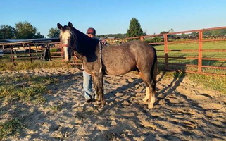 Beginner and Child Friendly Blue Roan Morgan Gelding Morgan for Gaffney, SC