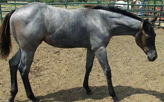 Blue Roan Quarter Horse Colt Quarter for Greasy, OK