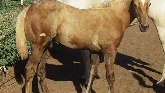 Great Bloodlines Palomino Quarter Horse Colt