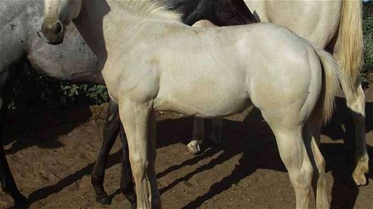 Barrel or Performance Prospects Palomino Quarter Horse Filly