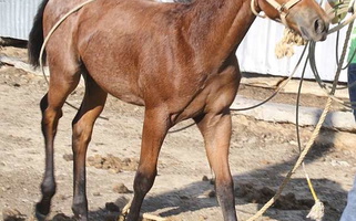 Speed Bred Bay Roan Quarter Horse Colt Quarter for Circle, MT