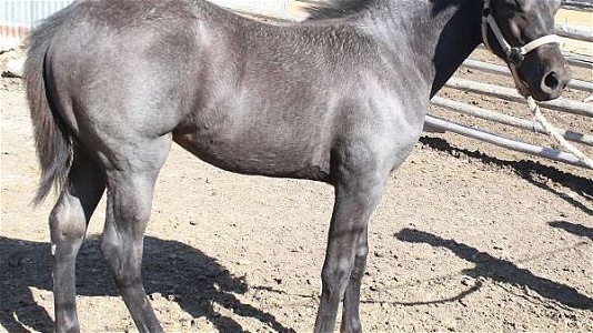 Blue Roan Quarter Horse Filly