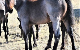 Standout Bay Roan Quarter Horse Filly Quarter for Circle, MT