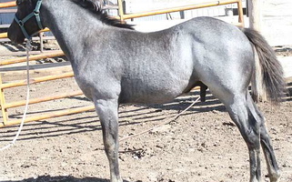 Homozygous Black 6 Blue Roan Quarter Horse Colt Quarter for Circle, MT