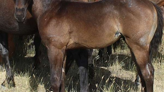 Blue Roan Quarter Horse Speed Bred Colt