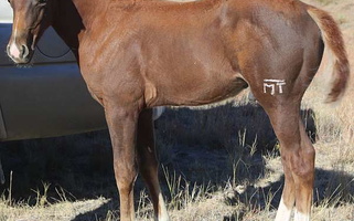 Balanced Package of Sorrel Quarter Horse Colt Quarter for Circle, MT