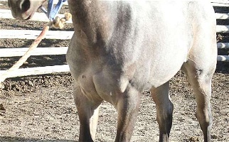 Dreamy Bay Roan Quarter Horse Filly Quarter for Circle, MT