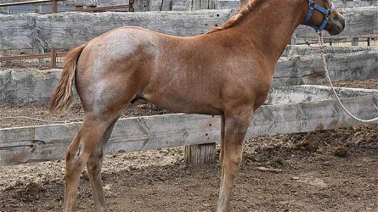 Big Strong Red Roan Quarter Horse Colt