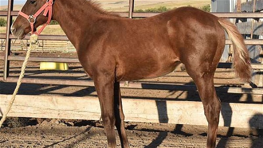 Competitive Ranch Versatility Sorrel Quarter Horse Colt