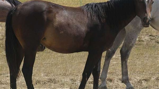 Powerful Brown Quarter Horse Filly