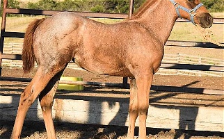 Shapey, Smart, Catty Red Roan Quarter Horse Filly Quarter for Circle, MT