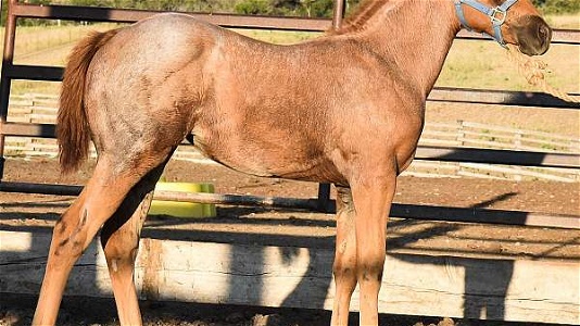 Shapey, Smart, Catty Red Roan Quarter Horse Filly