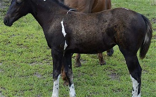 Strait From Texas Black Paint Filly Paints for King City, MO