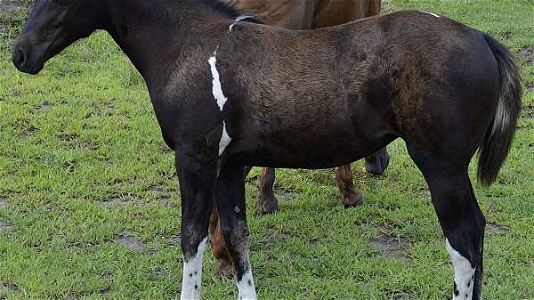 Strait From Texas Black Paint Filly