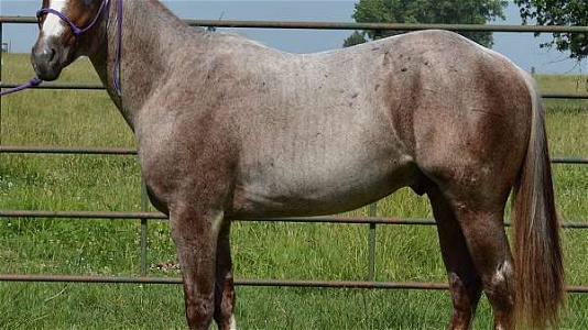 Own Son Smart Boons Red Roan Quarter Horse Stallion