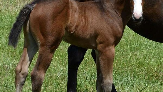 Paprika Pine Bay Quarter Horse Colt